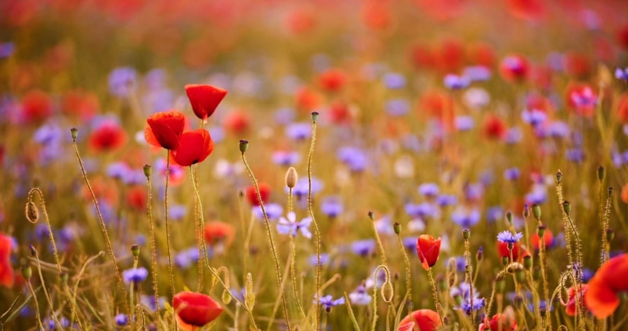 Wiosenna prognoza pogody. Może być cieplej niż zwykle