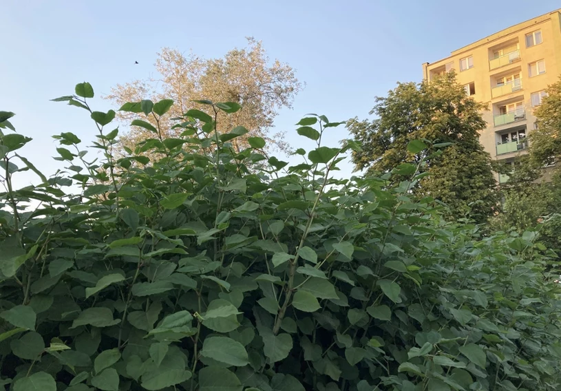 Inwazyjny chwast to zmora każdego ogrodu. Inne rośliny nie mają z nim szans