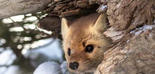 ​Kuny przegryzły kabel, narciarskie kurorty utonęły w ciemnościach