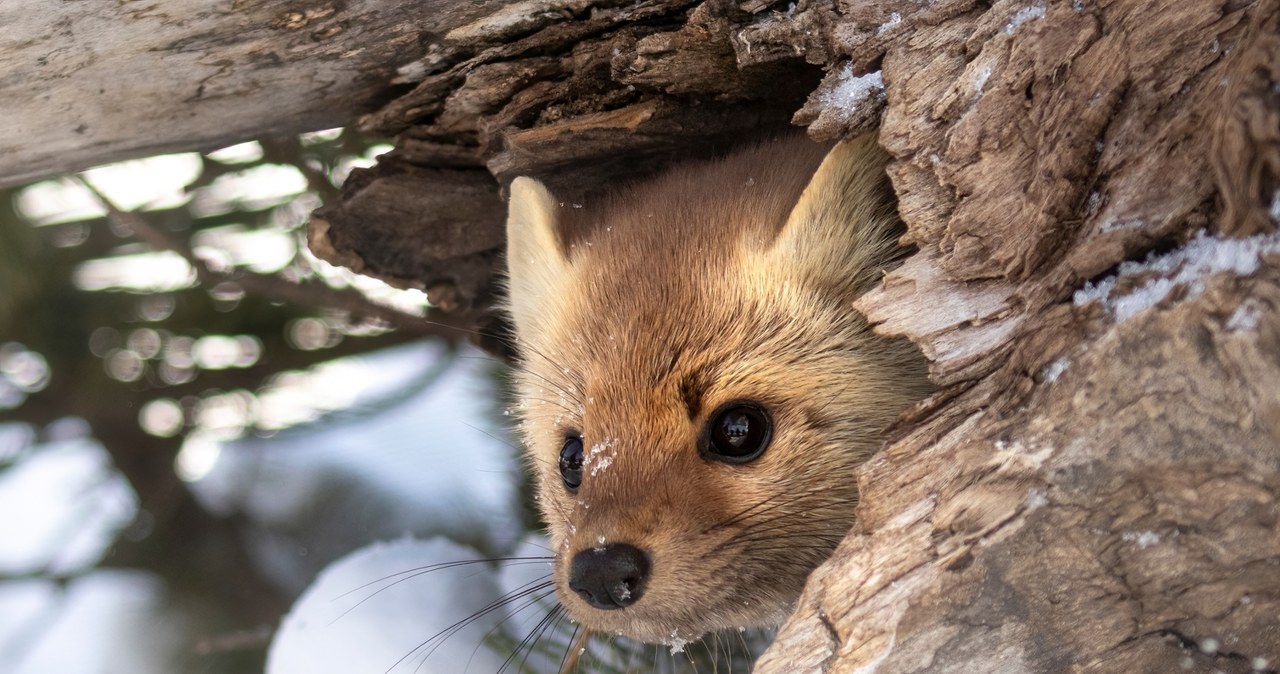 ​Kuny przegryzły kabel, narciarskie kurorty utonęły w ciemnościach