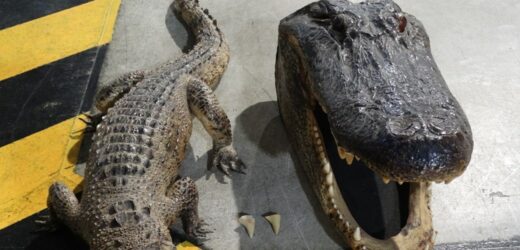 Paszcza krokodyla nie przejedzie. Celnicy ujawnili zuchwałe próby przemytu