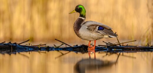 Kaczki krzyżówki pokrzyżują budowę Tarczy Wschód?