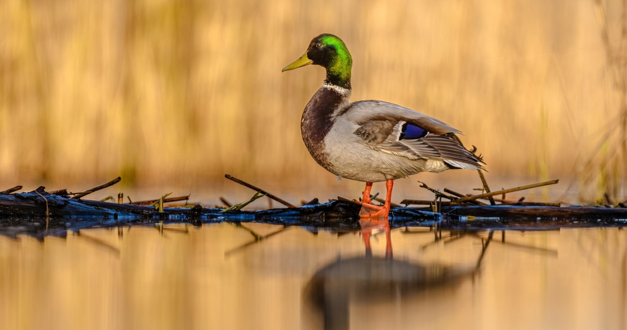 Kaczki krzyżówki pokrzyżują budowę Tarczy Wschód?