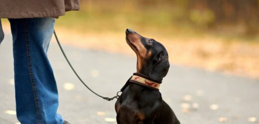 Masowe trucie psów w Krakowie? Policja uspokaja