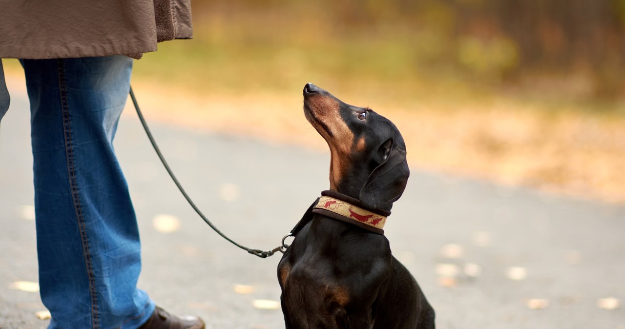 Masowe trucie psów w Krakowie? Policja uspokaja