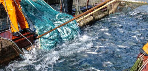 Groźne łososie „na gigancie”. Z farmy uciekło 27 tys. ryb