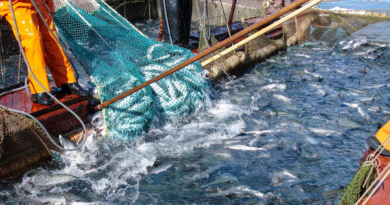 Groźne łososie „na gigancie”. Z farmy uciekło 27 tys. ryb