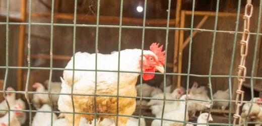 Martwe, chore ptaki porzucone na Lubelszczyźnie