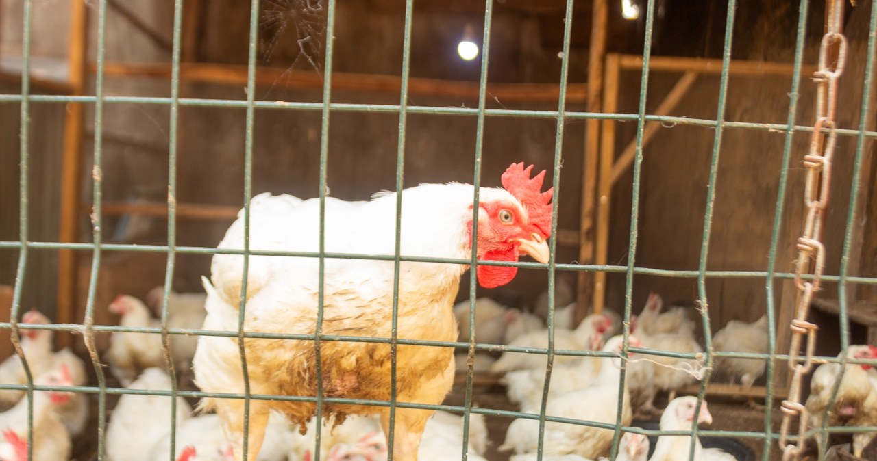 Martwe, chore ptaki porzucone na Lubelszczyźnie