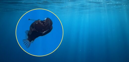 Diabeł morski sfilmowany u wybrzeży Teneryfy. Pierwszy taki przypadek