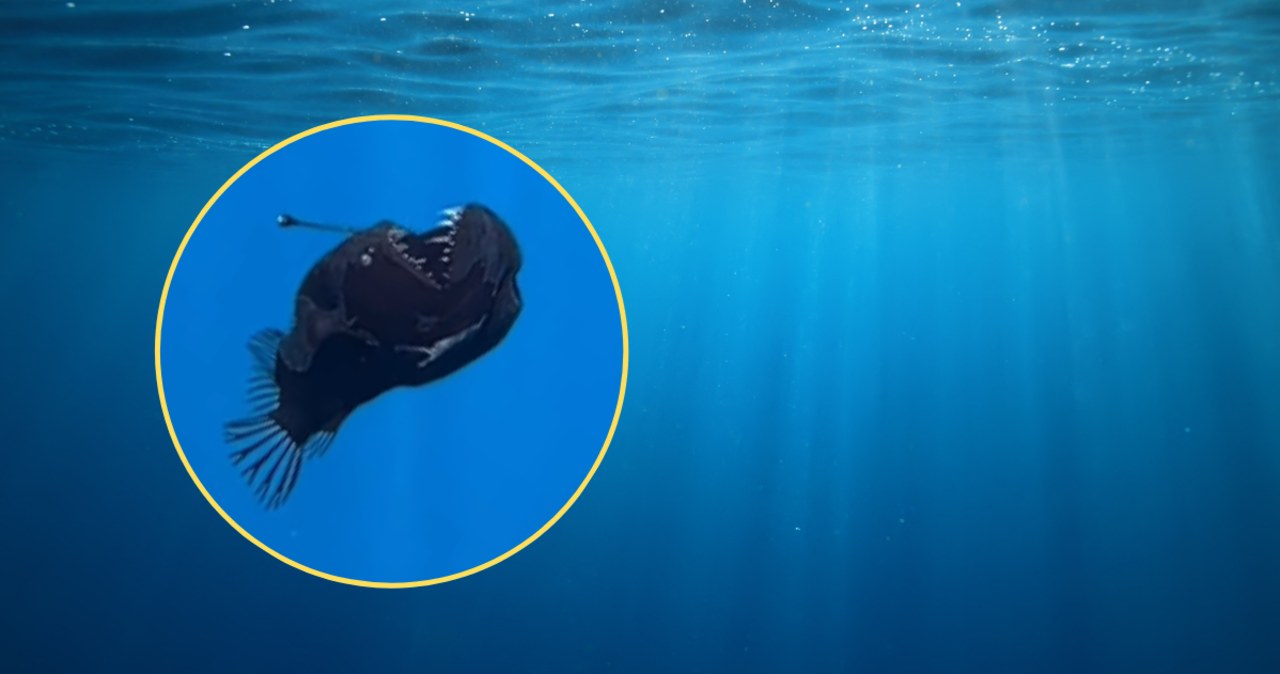 Diabeł morski sfilmowany u wybrzeży Teneryfy. Pierwszy taki przypadek
