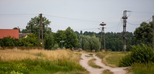 Makabryczna śmierć 48-latka, zagryzły go psy. Jest wyrok dla właściciela zwierząt