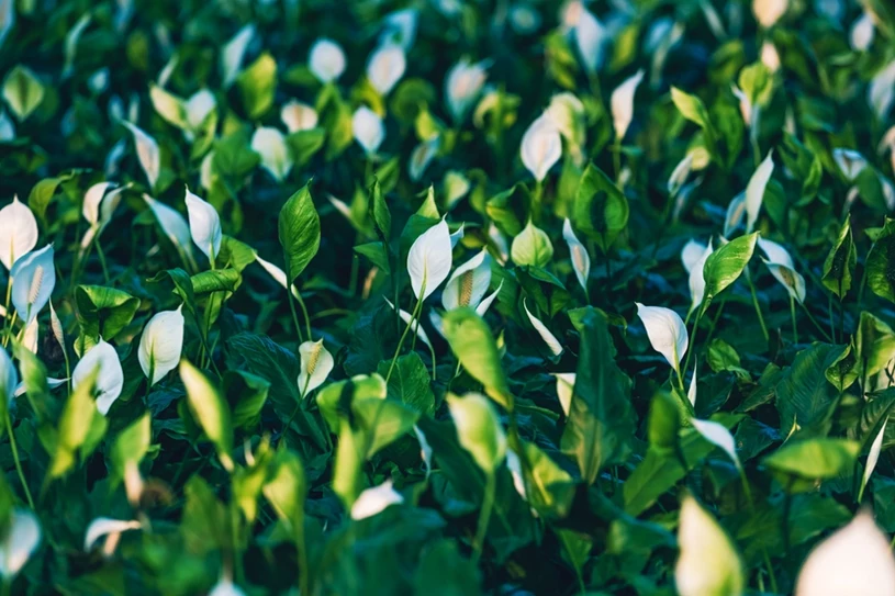 Łyżeczkę rozpuść w litrze wody. Skrzydłokwiat wybuchnie kremowymi kwiatami