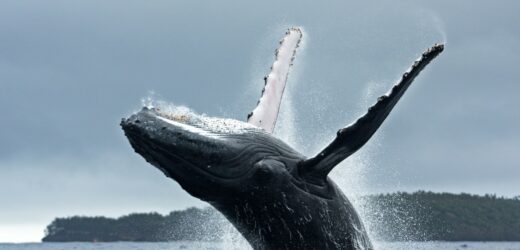 Kajakarz w paszczy wieloryba. Cudem uszedł z życiem [NAGRANIE]