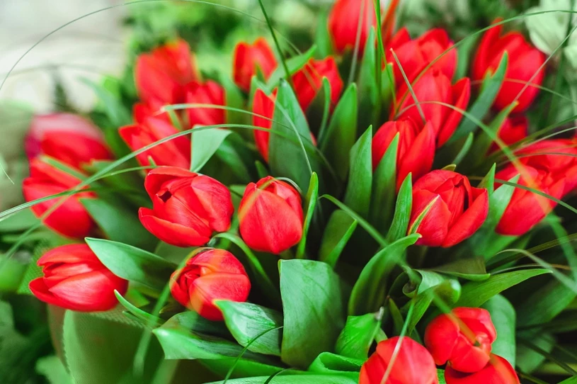 Dodaj do wody w wazonie jeden składnik. Tulipany postoją o wiele dłużej