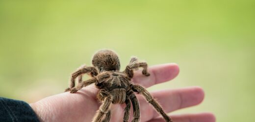 Egzotyczny pająk w donicy