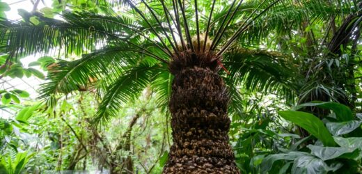 Poznańska palmiarnia czeka na remont
