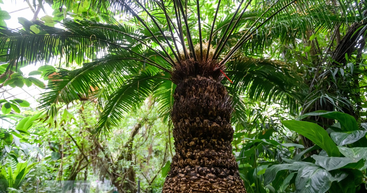 Poznańska palmiarnia czeka na remont