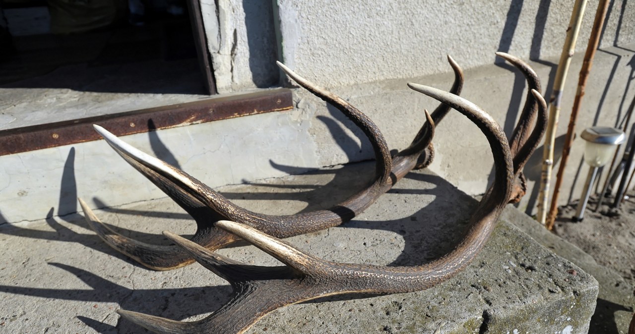 Jelenie i sarny zaczęły zrzucać poroże. Można je zbierać, ale pod pewnymi warunkami