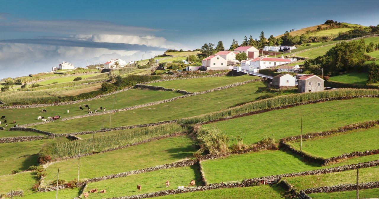 Biała niespodzianka na portugalskich wyspach. To rzadkie zjawisko