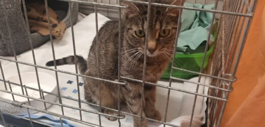 Dziś obchodzimy Światowy Dzień Kota. Można im dać wyjątkowy prezent