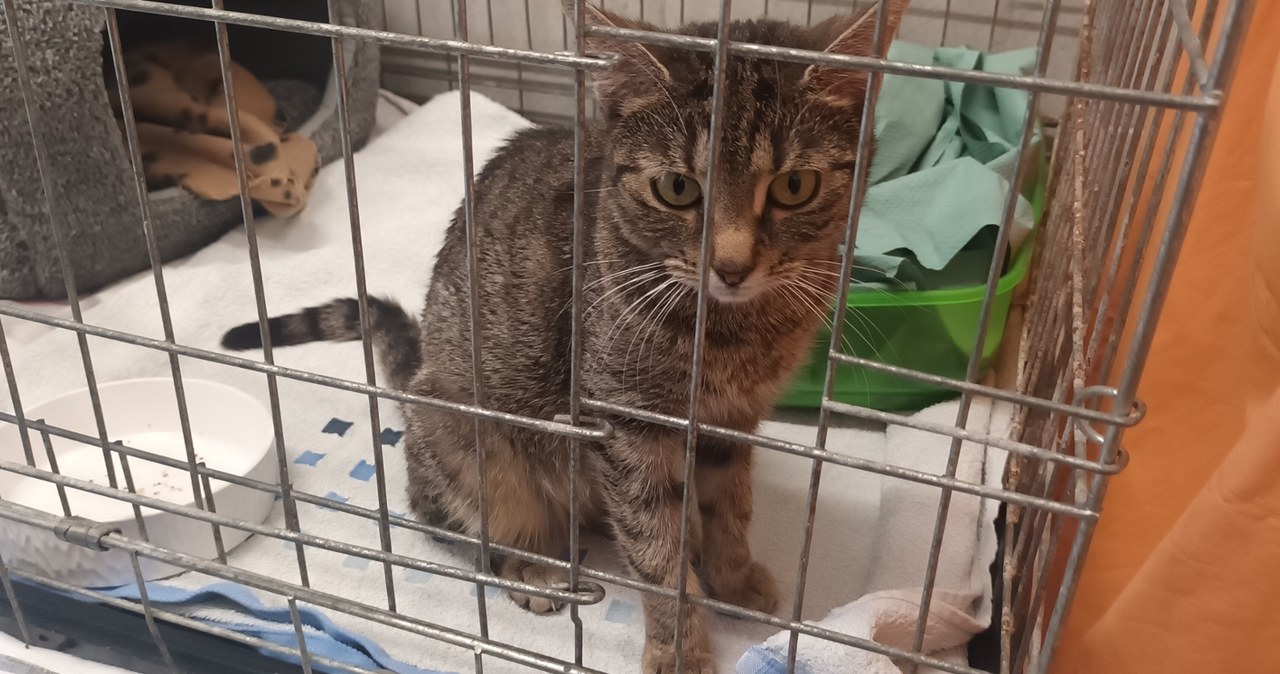 Dziś obchodzimy Światowy Dzień Kota. Można im dać wyjątkowy prezent