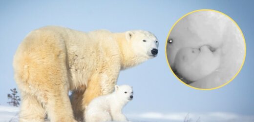 Narodziny niedźwiedzia polarnego w Brazylii. Pierwszy na tym kontynencie