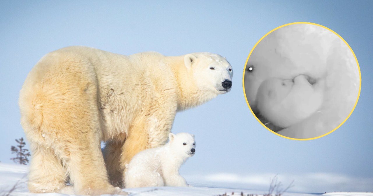 Narodziny niedźwiedzia polarnego w Brazylii. Pierwszy na tym kontynencie