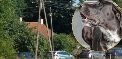 Psy zagryzły 7-latkę. Są zarzuty dla właścicielki hodowli