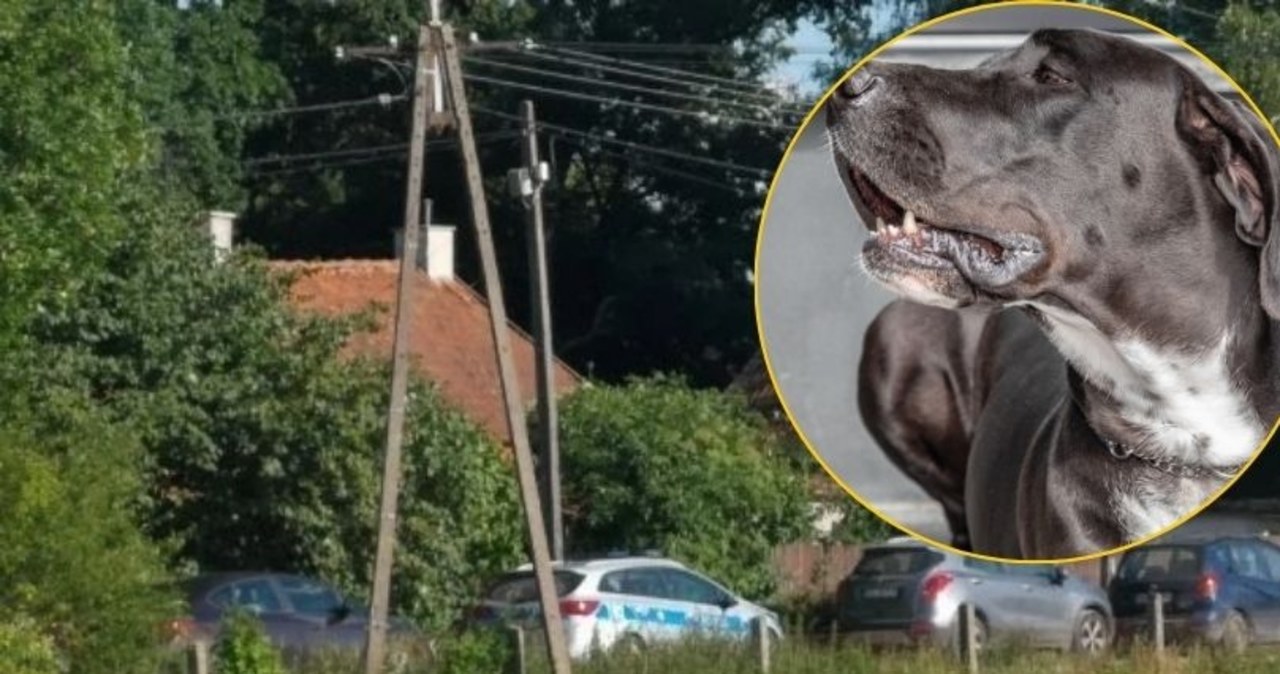 Psy zagryzły 7-latkę. Są zarzuty dla właścicielki hodowli