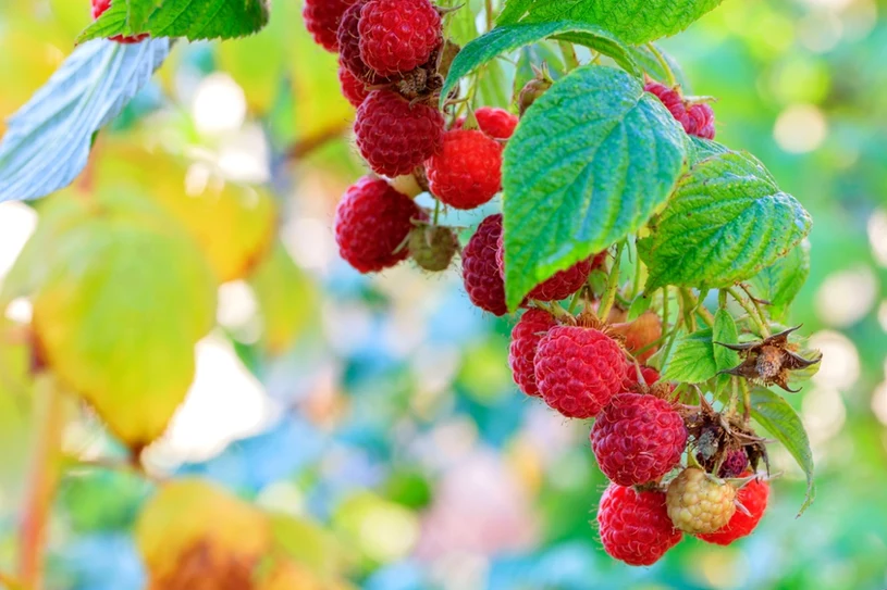 Ruszaj w plener, nim zaczną odżywać. Maliny będą uginać się od owoców
