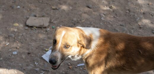 Sfora bezdomnych psów w Łódzkiem. Nie ma zgody na odstrzał