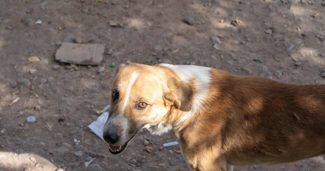 Sfora bezdomnych psów w Łódzkiem. Nie ma zgody na odstrzał