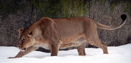 Nie żyje ulubienica łodzian – lwica Tycia