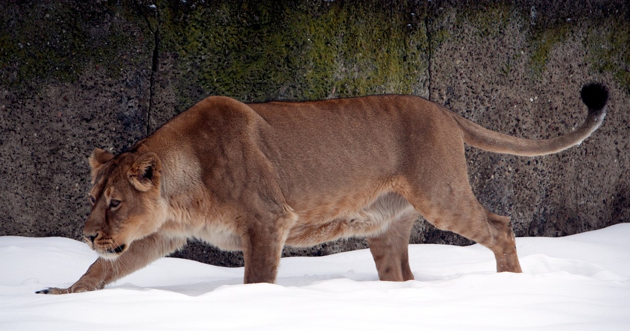 Nie żyje ulubienica łodzian – lwica Tycia