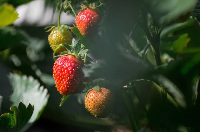 Ogrodnicy robią to już w lutym. W sezonie zbierają dorodne truskawki