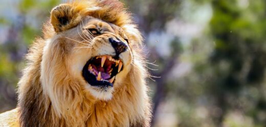 Lew zagryzł siedmioletniego chłopca w Indiach