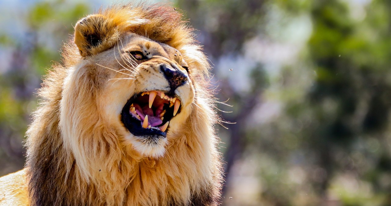 Lew zagryzł siedmioletniego chłopca w Indiach