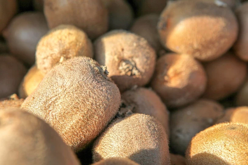 Owoc jest w stanie odbudować uszkodzenia w DNA? Zaskakujące badania