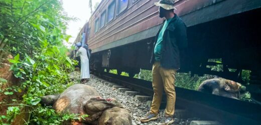 Pociąg wjechał w stado słoni. Sześć zwierząt zginęło
