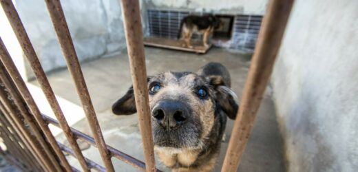 „Pieskie życie” zmienia znaczenie w łódzkim schronisku dla zwierząt