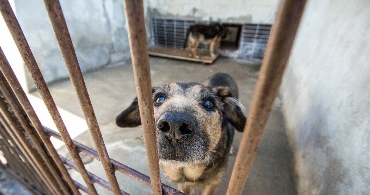 „Pieskie życie” zmienia znaczenie w łódzkim schronisku dla zwierząt