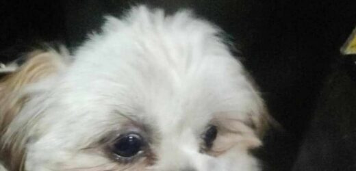 Motorniczy uratował psa. Zwierzę błąkało się między szynami