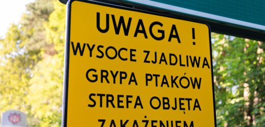 Ognisko wysoce zjadliwej grypy ptaków w Małopolsce