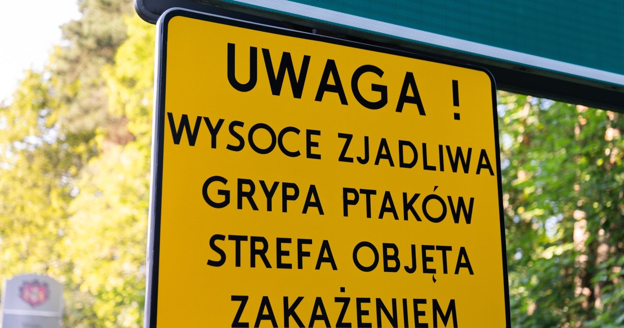 Ognisko wysoce zjadliwej grypy ptaków w Małopolsce