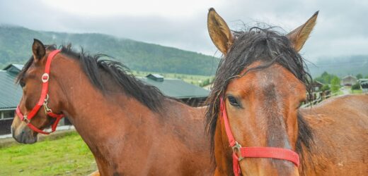 W płomieniach zginęło 15 koni. Pożar stajni na Mazowszu