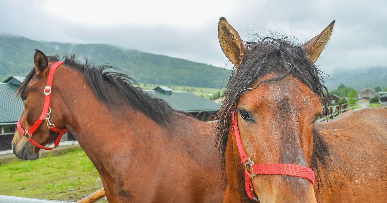 W płomieniach zginęło 15 koni. Pożar stajni na Mazowszu