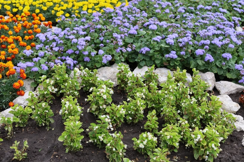 Tworzą w ogrodzie kwietne dywany. Poradzą sobie nawet w trudnych warunkach