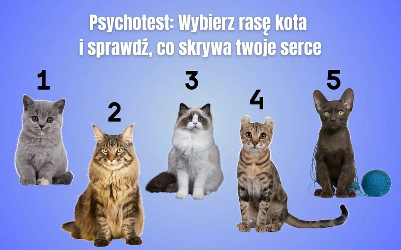 Psychotest: Wybierz rasę kota i sprawdź, co kryje się w twoim sercu