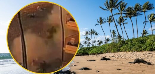 Potężny wybuch grilla w ośrodku wypoczynkowym. Są ranni [NAGRANIE]